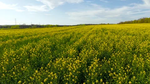 Vast rapeseed field under blue sky with light clouds and distant power lines 库存影片 334662849