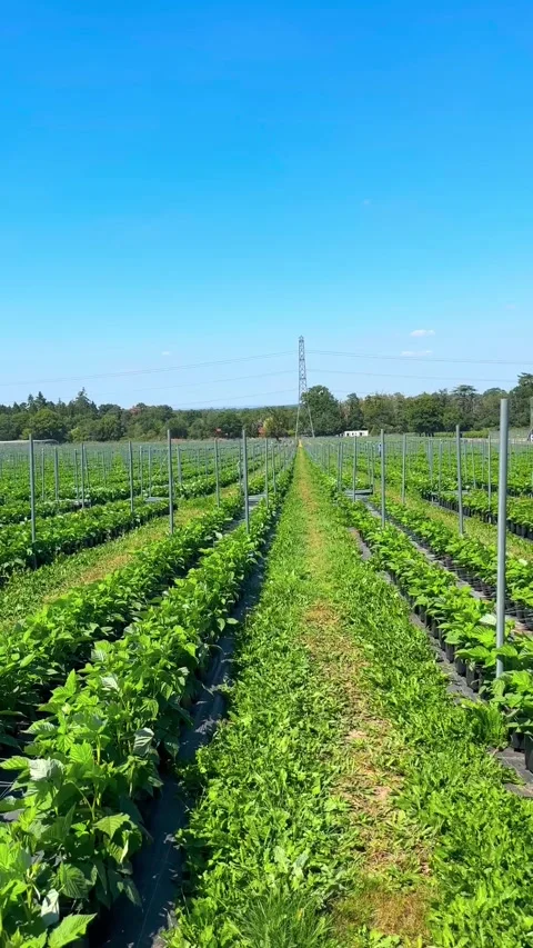 A vast raspberry plantation with vibrant green plants growing in pots Stock-Footage 345916835