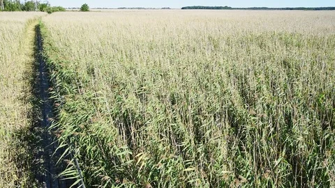 Vast reedbed Stock Footage 95276476