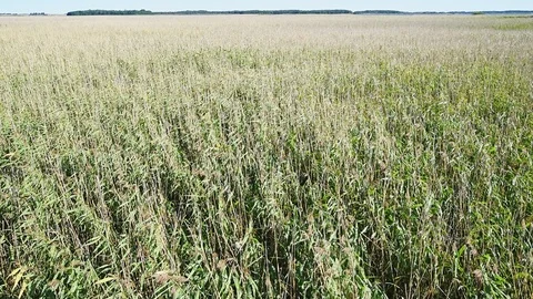 Vast reedbed Stock Footage 95276631