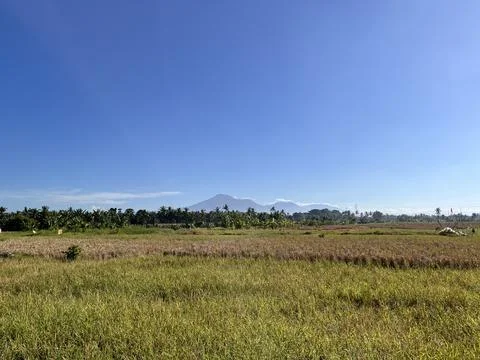 Vast Rice Fields Beneath Blue Sky and Mountain Peaks Stock Photos