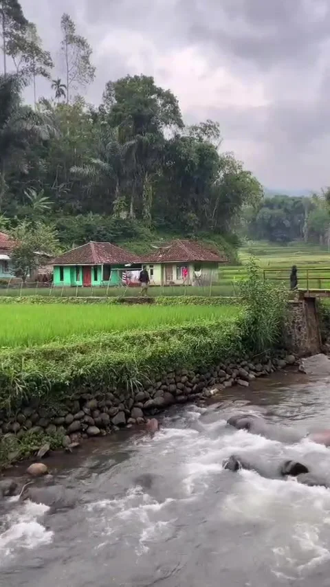 Vast rice fields Stock Footage 307468710