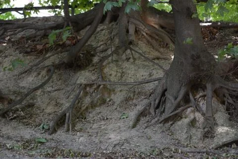 The vast roots of trees descend down the slope. Stock Photos