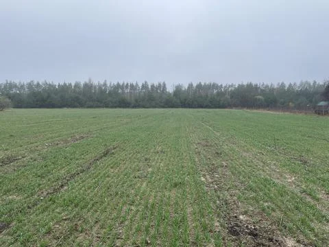 Vast spring field with sprouting green plants 库存照片