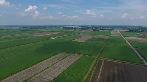 Vast sugarcane fields drone aerial Stock Footage 96228618