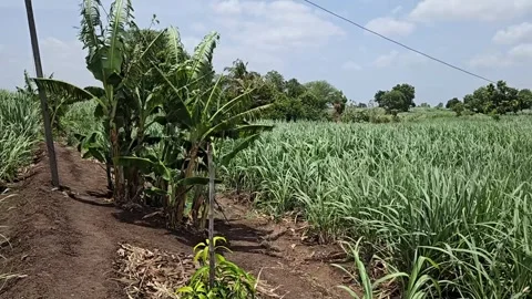 Vast sugarcane fields separated by a dirt border pathway with banana trees, capt Video stock 336856618