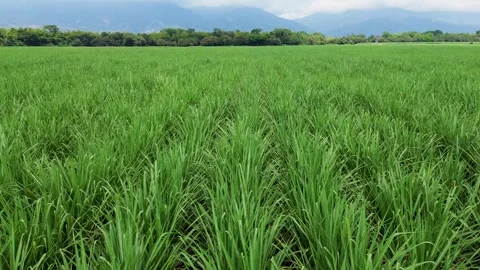 Vast sugarcane fields stretching across the countryside aerial view Stock Footage 307119763