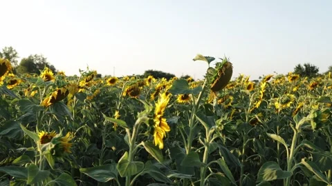 Vast sunflower field bathed in warm sunlight during golden hour Vidéo 341496029