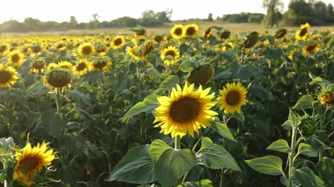 Vast sunflower field bathed in warm sunlight during golden hour Stockbeeldmateriaal 341496751