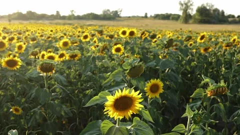 Vast sunflower field bathed in warm golden hour sunlight, nature's beauty Vidéo 341496964