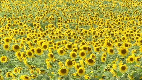 Vast Sunflower Field Video stock 332024649