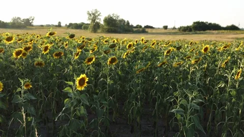 Vast sunflower field under a bright sky, showcasing blooming yellow flowers Vidéo 341496965