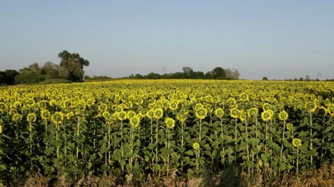 Vast sunflower field under a clear blue sky during daytime Video stock 341495042