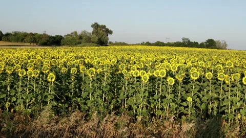 Vast sunflower field under a clear blue sky during daytime Vidéo 341495947