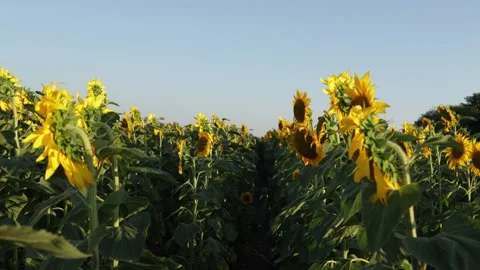 Vast sunflower field under a clear blue sky on a sunny day Stockbeeldmateriaal 341495983