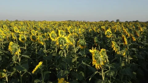 Vast sunflower field under a clear blue sky at golden hour Vidéo 341496148