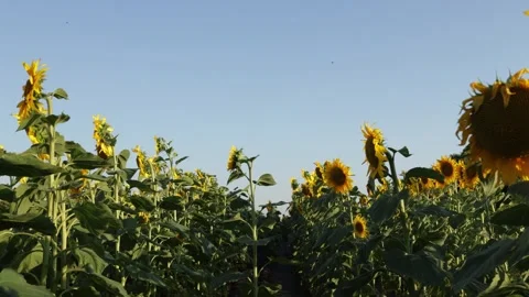 Vast sunflower field under a clear blue sky on a sunny day Vidéo 341496596