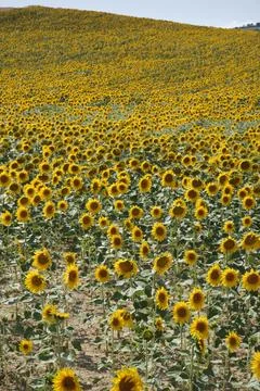 Vast Sunflower Fields in Full Bloom in Oteiza, Navarra Stock Photos