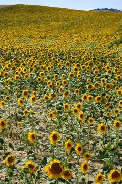 Vast Sunflower Fields in Full Bloom in Oteiza, Navarra Stock Photos