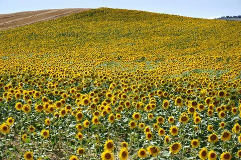 Vast Sunflower Fields in Full Bloom in Oteiza, Navarra Stock Photos