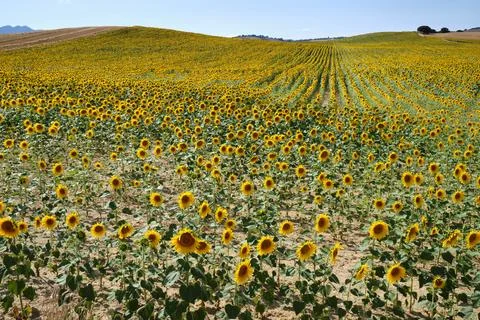 Vast Sunflower Fields in Full Bloom in Oteiza, Navarra Stock Photos