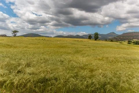 Vast Teff Field Under Dramatic Cloudy Skies in the Ethiopian Highlands Stock Photos