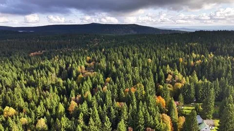 Vast trees beneath changing sky, expansive pine treetops under colorful sky and Stock Photos