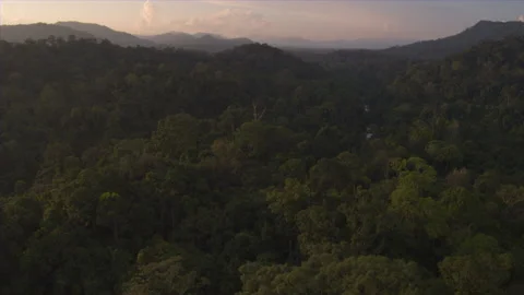 Vast Tropical Rainforest Stock Footage 164881618