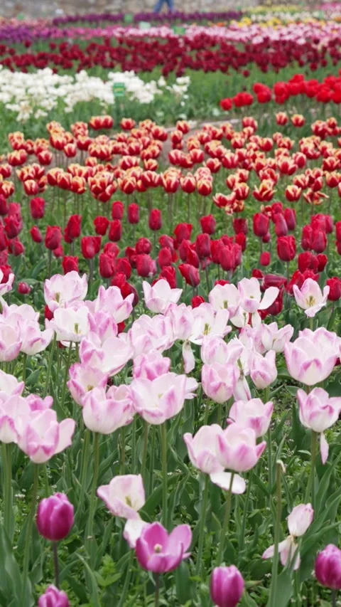 Vast tulip fields in full bloom Vídeo Stock 313990591