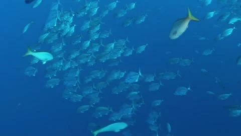 Vast Tuna School Dances in Cocos Keeling Islands Waters Stock Footage 340593232