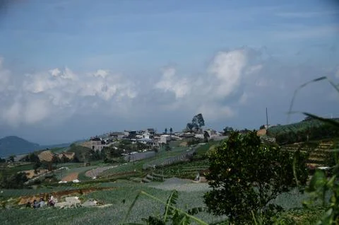 Vast vegetable fields on the mountainside Stock Photos