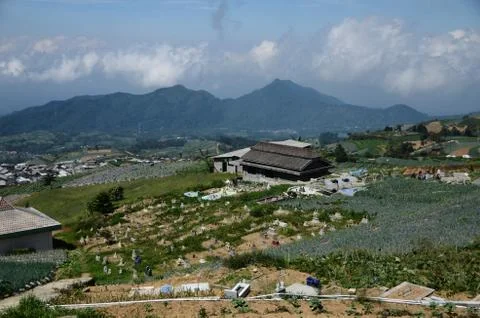 Vast vegetable fields on the mountainside Stock Photos