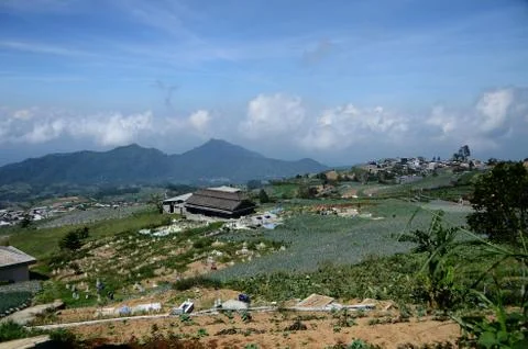 Vast vegetable fields on the mountainside Stock Photos