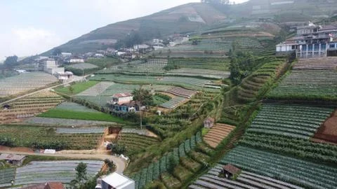 Vast vegetable fields on the mountainside Stock Photos