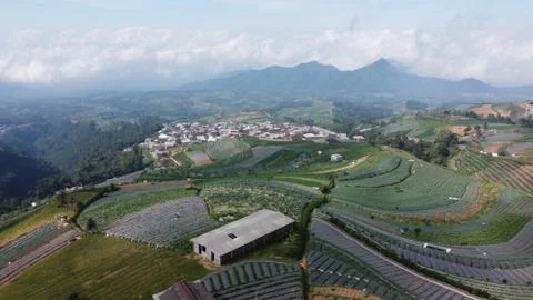 Vast vegetable fields on the mountainside Stock Photos
