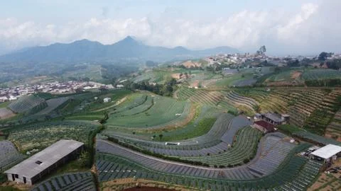 Vast vegetable fields on the mountainside Stock Photos