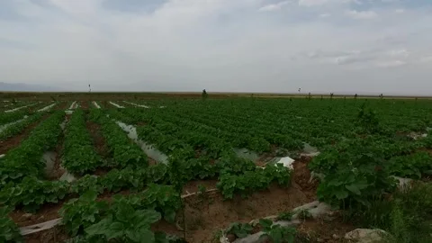The vast vibrant green fields stretch endlessly toward, stock footage. Stock Footage 304935819