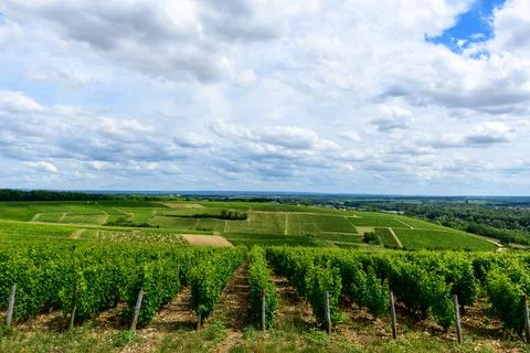 Vast vineyard landscape with patchwork fields Stock Photos