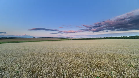 A Vast wheat Field Stretching Beneath a Captivating, Colorful Sky at Beautiful D Stock Footage 316293760