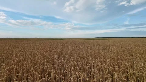 Vast wheat field under blue sky with scattered clouds and distant bird in f.. Stock Footage 342056717
