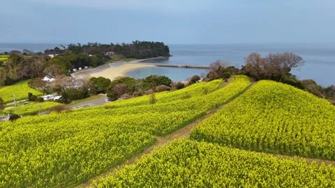 Vast Yellow Canola Fields Japan Drone Cinematic Nature Landscape Footage Stock Footage 336725527