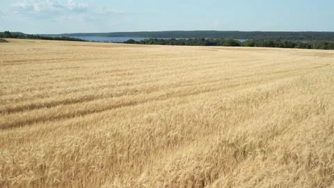 The vastness of the fields Stock Footage 157805348