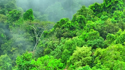 The vastness of the tropical forest. Stock Footage 250150222