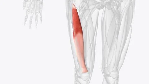 The vastus intermedius is an anterior thigh muscle part of the quadriceps fem Stock Photos