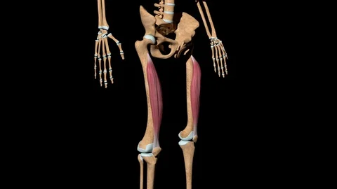 Vastus Intermedius Muscles on Skeleton Stock Footage 127911909