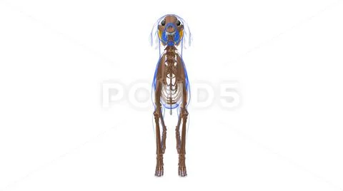 Vastus lateralis muscle Dog muscle Anatomy For Medical Concept 3D ...