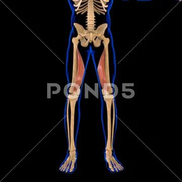 Vastus Medialis Muscle Anatomy For Medical Concept 3D Illustration ...