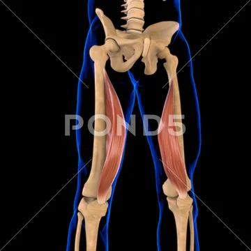 Vastus Medialis Muscle Anatomy For Medical Concept 3D Illustration ...