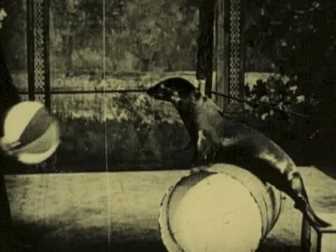 VAUDEVILLE SEAL ACT 3 Stock Footage 22113137