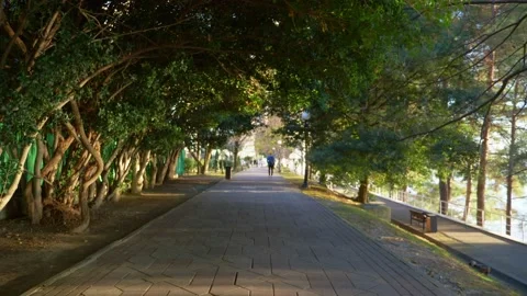 Vault of green foliage of trees above the pedestrian alley on a Clear Summer Day Stock Footage 146658150